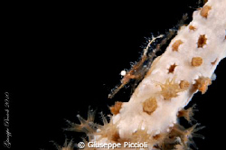 New (?) shrimp specie. It seemed to live only onto the go... by Giuseppe Piccioli 
